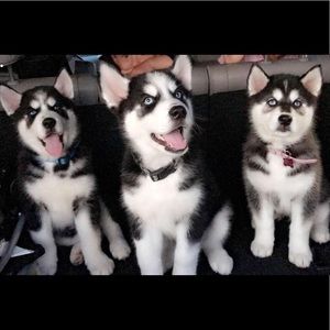 Meet your Posher, Isabel